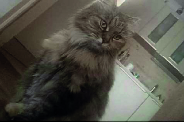 Katze wird vermisst